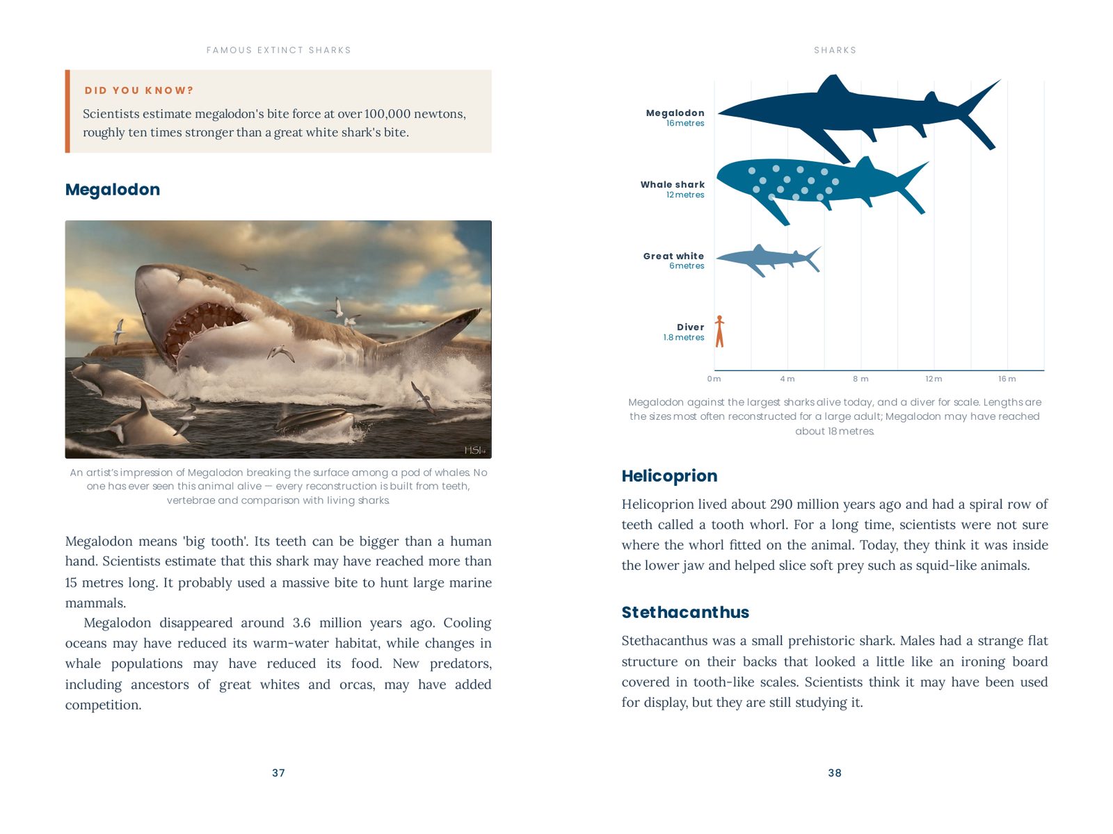 Megalodon against a whale shark, a great white and a diver, to scale.