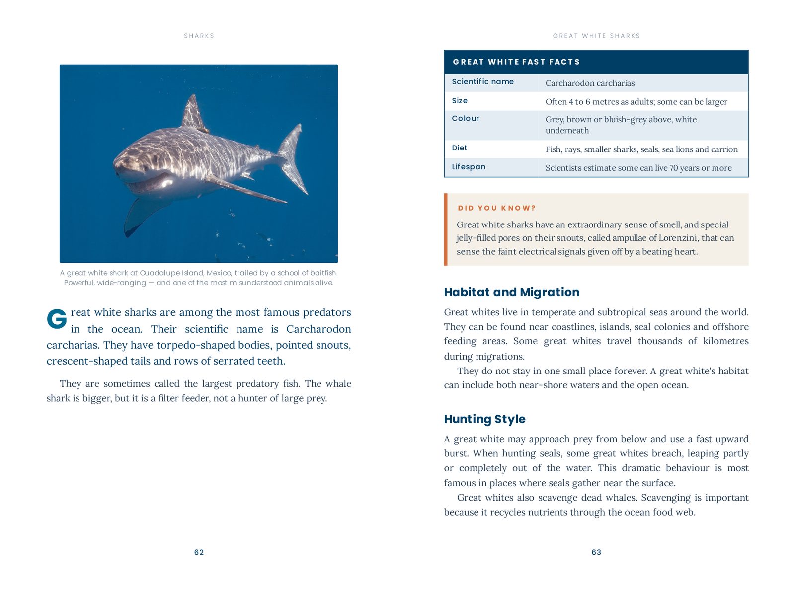Real wildlife photography, fast-facts tables and Did-you-know boxes.